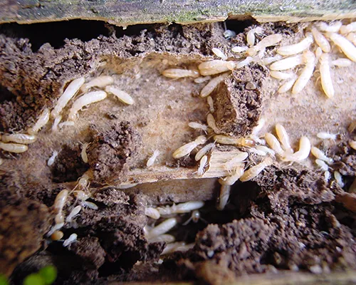 TERMITES1